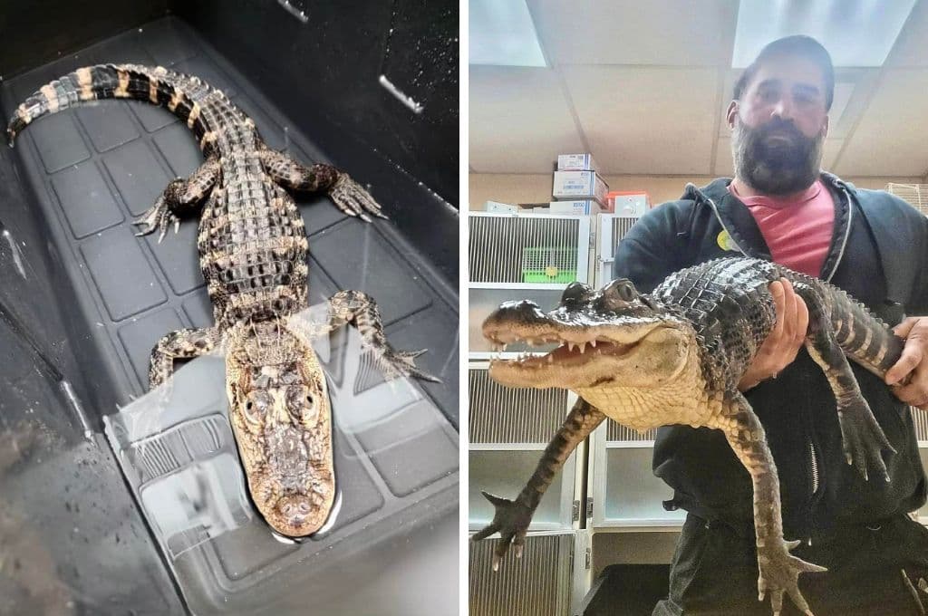 Vecinos hallan caimán abandonado en lote baldío en Nueva Jersey
