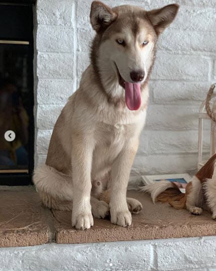 Alejandra se sentía todavía más preocupada porque no podía hacer nada, pues se encontraba en México, muy lejos del lugar donde se perdió su mascota.