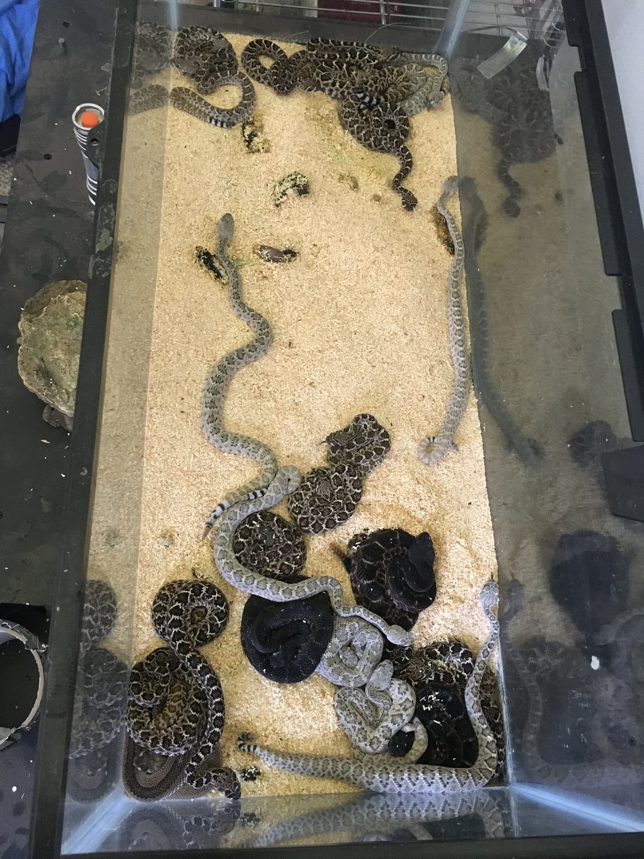 Se cree que el hombre sospechoso crió durante al menos 10 años este tipo de reptiles, considerados de los más venenosos del planeta.