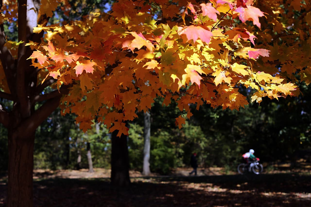 Así se vieron las últimas hojas otoñales del año en Prospect Park, Brooklyn.