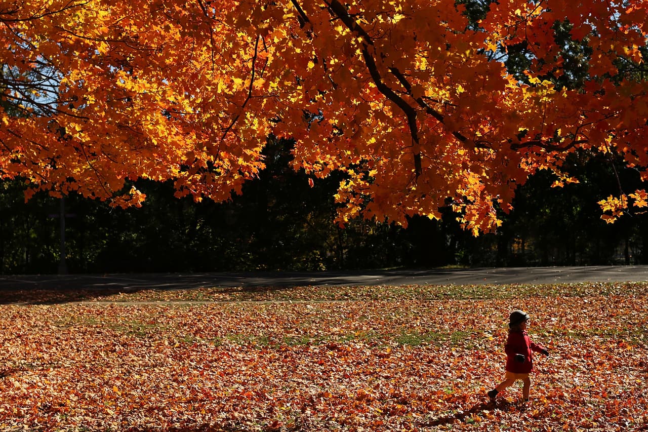 Así se vieron las últimas hojas otoñales del año en Prospect Park, Brooklyn.
