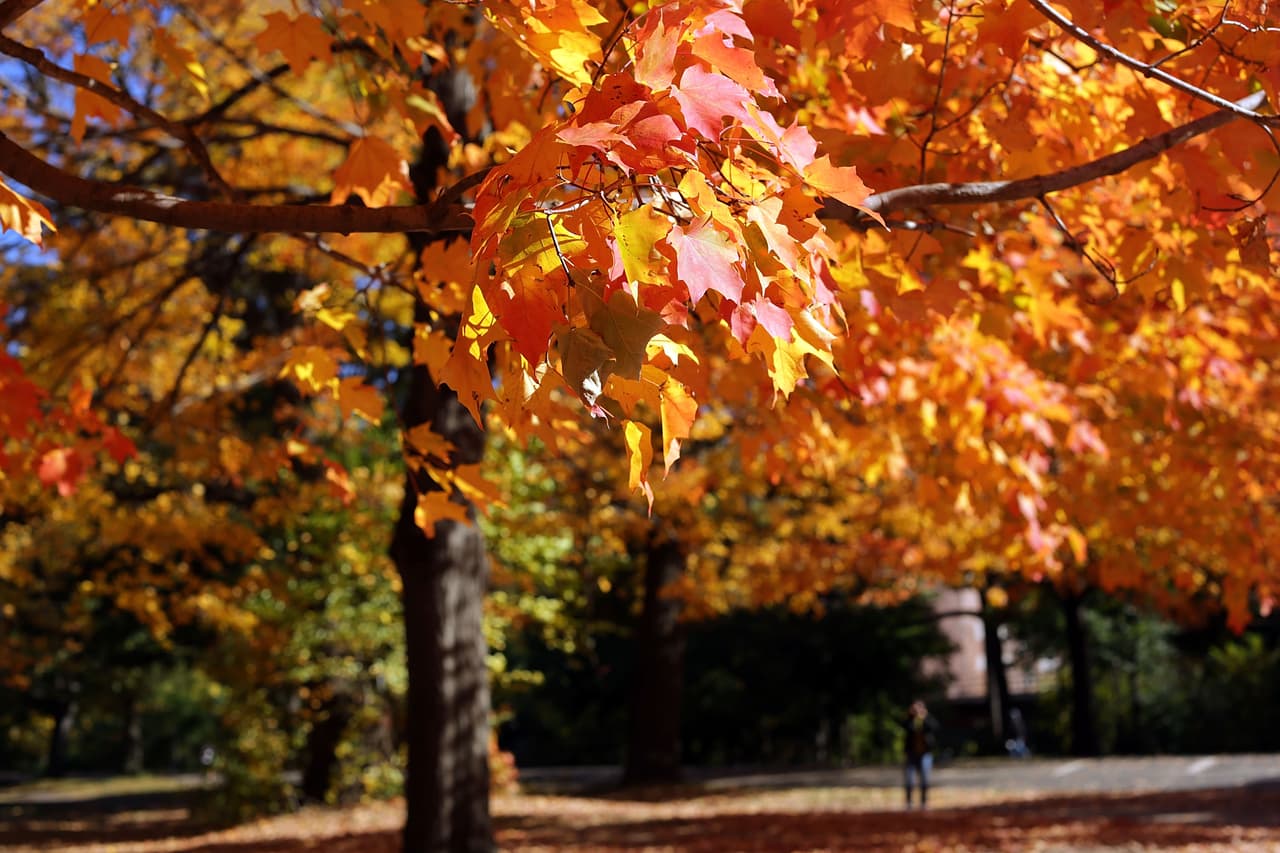 Así se vieron las últimas hojas otoñales del año en Prospect Park, Brooklyn.