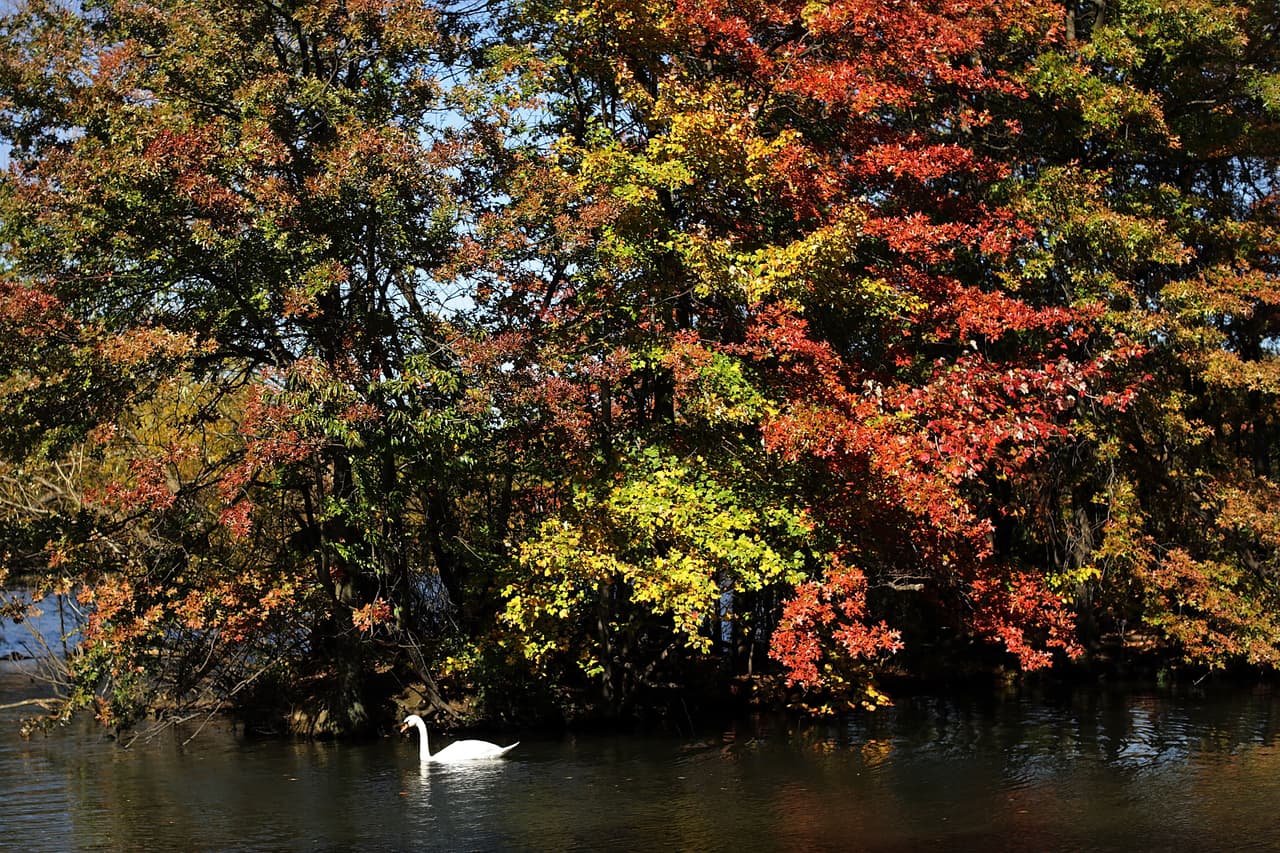 Así se vieron las últimas hojas otoñales del año en Prospect Park, Brooklyn.