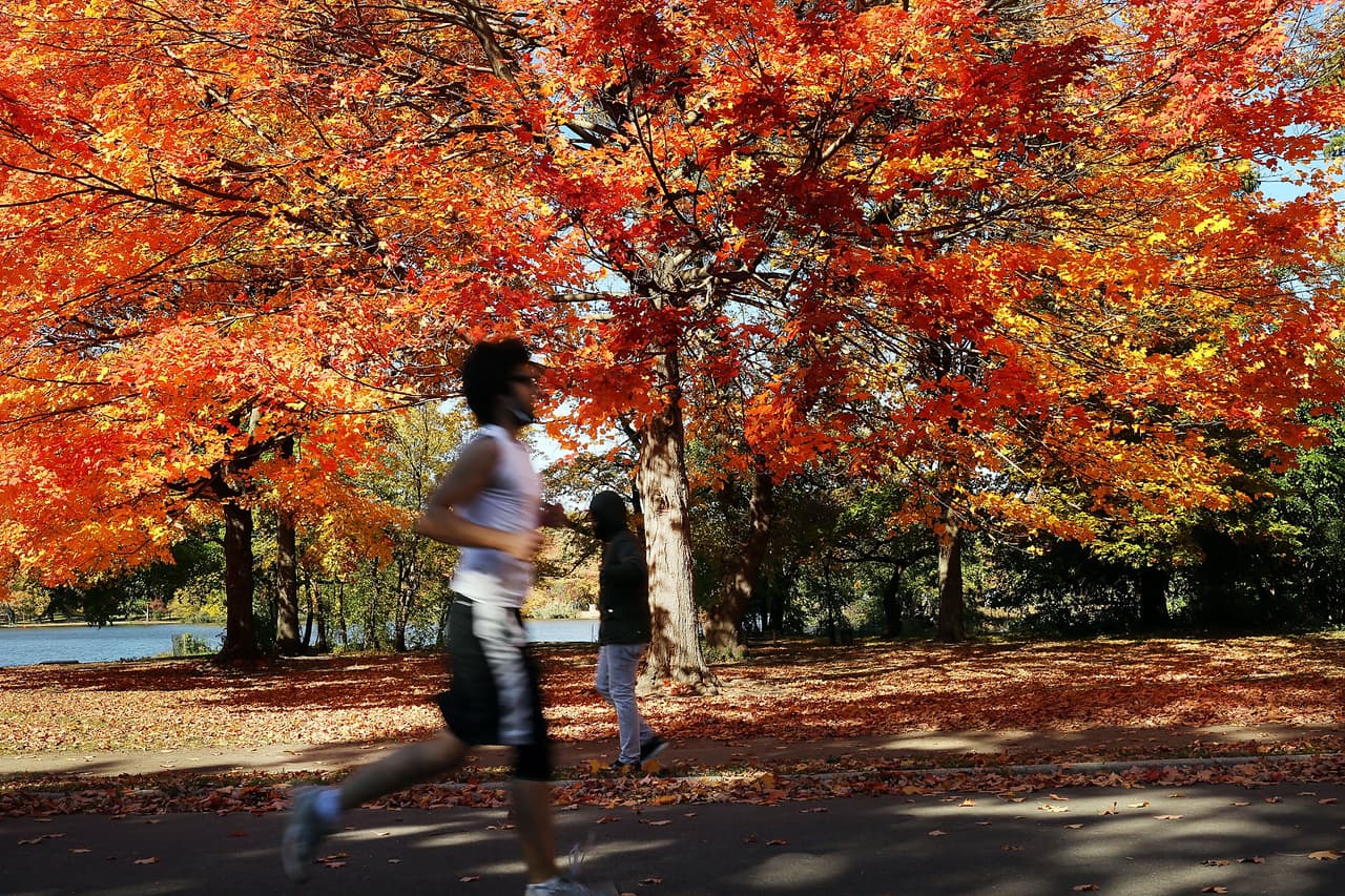 Así se vieron las últimas hojas otoñales del año en Prospect Park, Brooklyn.