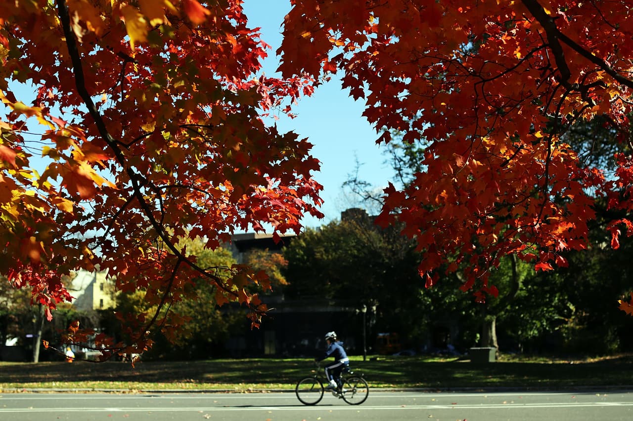 Así se vieron las últimas hojas otoñales del año en Prospect Park, Brooklyn.