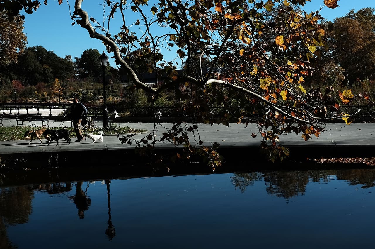Así se vieron las últimas hojas otoñales del año en Prospect Park, Brooklyn.