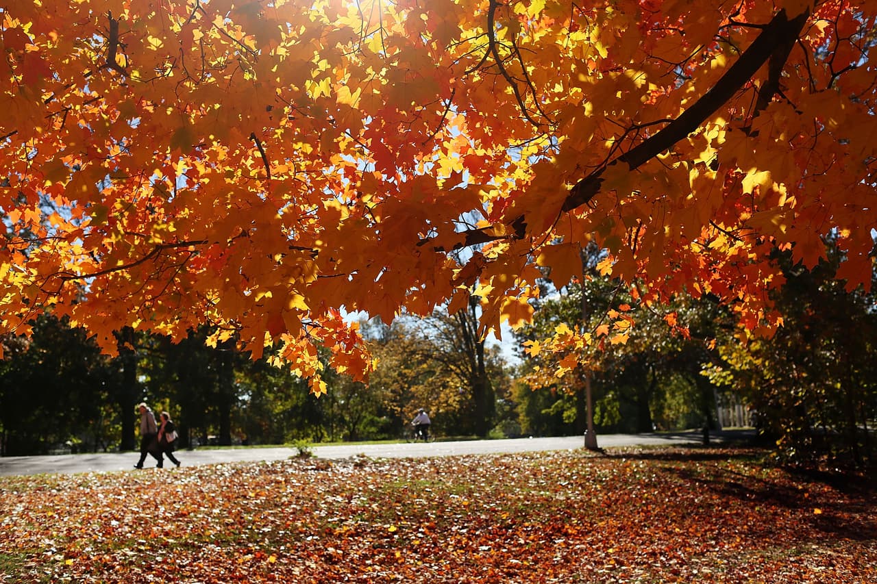 Así se vieron las últimas hojas otoñales del año en Prospect Park, Brooklyn.