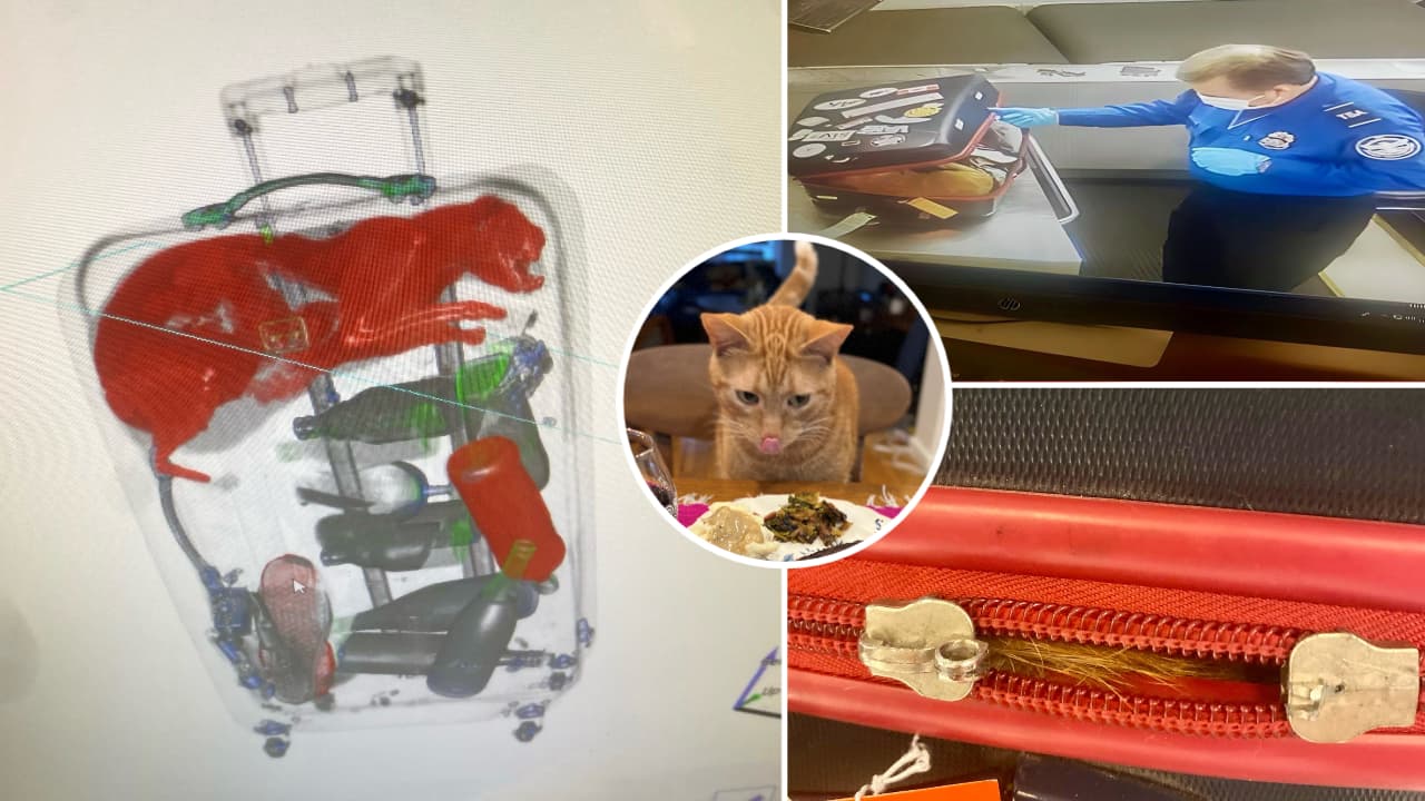 Este fue el gato que se escondió en la maleta de un viajero que iba de Nueva York a Orlando