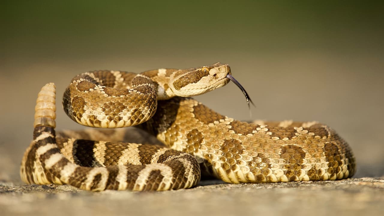 Mujer muere por mordedura de serpiente de cascabel en el condado de Ventura.