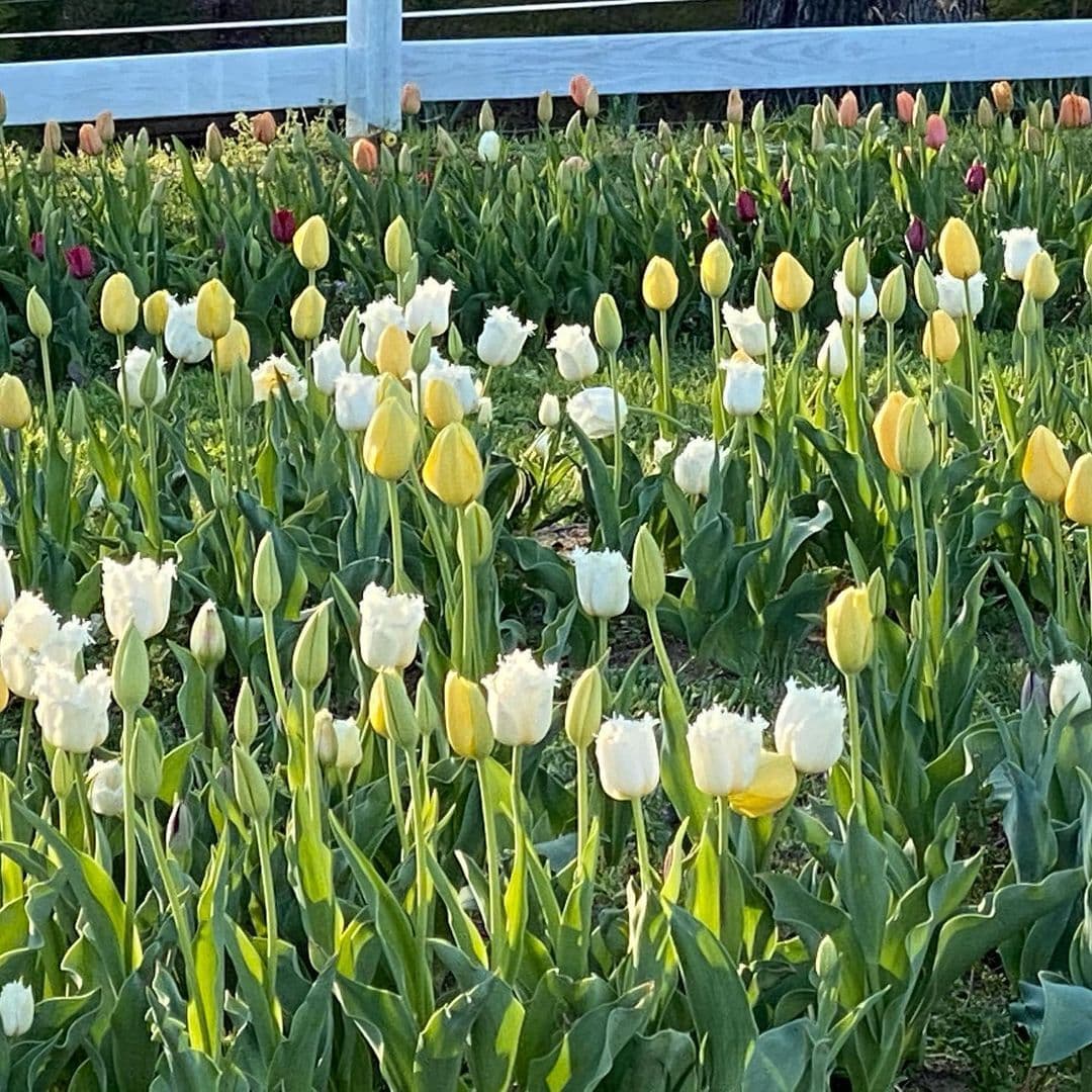 Los organizadores de la actividad instan al público a llevar sus propias cestas o baldes para guardar los tulipanes.