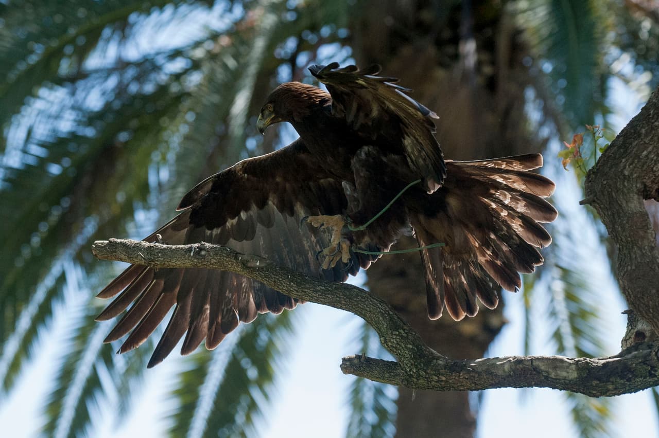 El show de aves fue uno de los favoritos durante el Festival de los Niños 2017