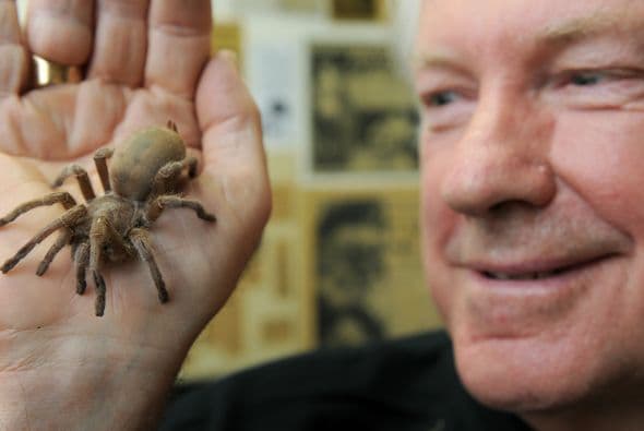 Asimismo tendrá otras vecinas más amigables, son grandes, peludas y oscuras, pero no venenosas.