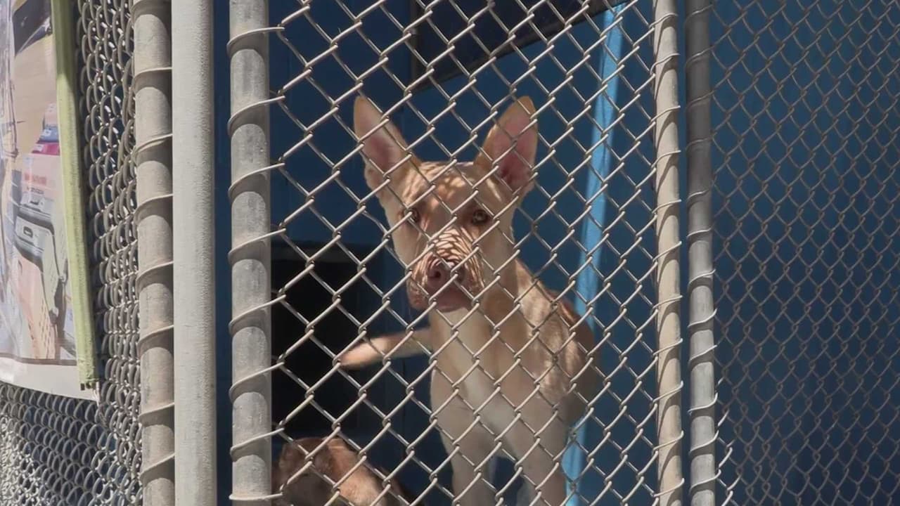 Alertan por riesgo para mascotas durante los festejos del 4 de Julio en el condado de Kern
