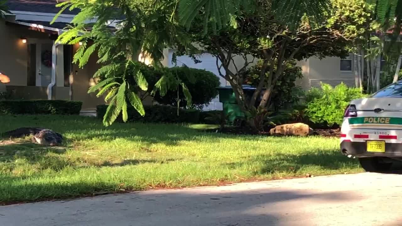 Informan que cualquier persona con alguna preocupación sobre la presencia de cocodrilos en sus lugares de residencia pueden llamar a la línea gratuita 866-FWC-GATOR (866-392-4286).
<br>