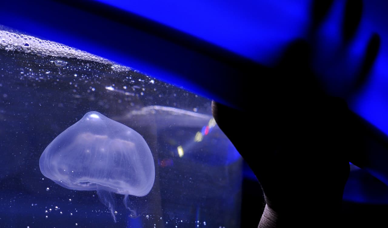 Al contacto, los filamentos inyectan veneno que raramente es mortal, pero sí pueden provocar un choque anafiláctico y hacer que la víctima muera en segundos.