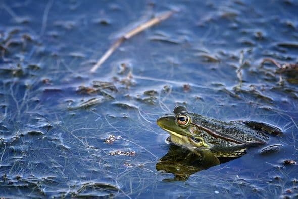 Un cocodrilo dejaba pasar las horas, inmóvil y esperando a alguien.  