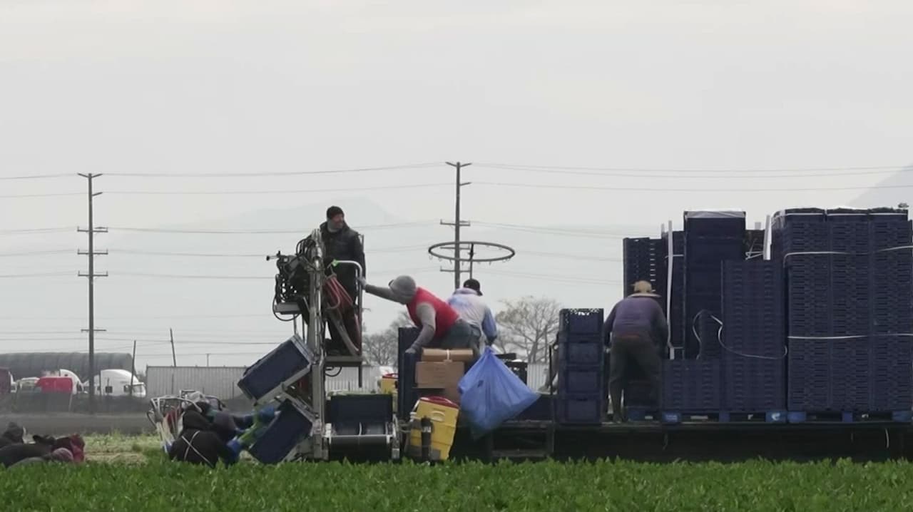 ¿Realmente hay escasez de trabajadores agrícolas? Gobierno de Trump promueve cambio que desata polémica