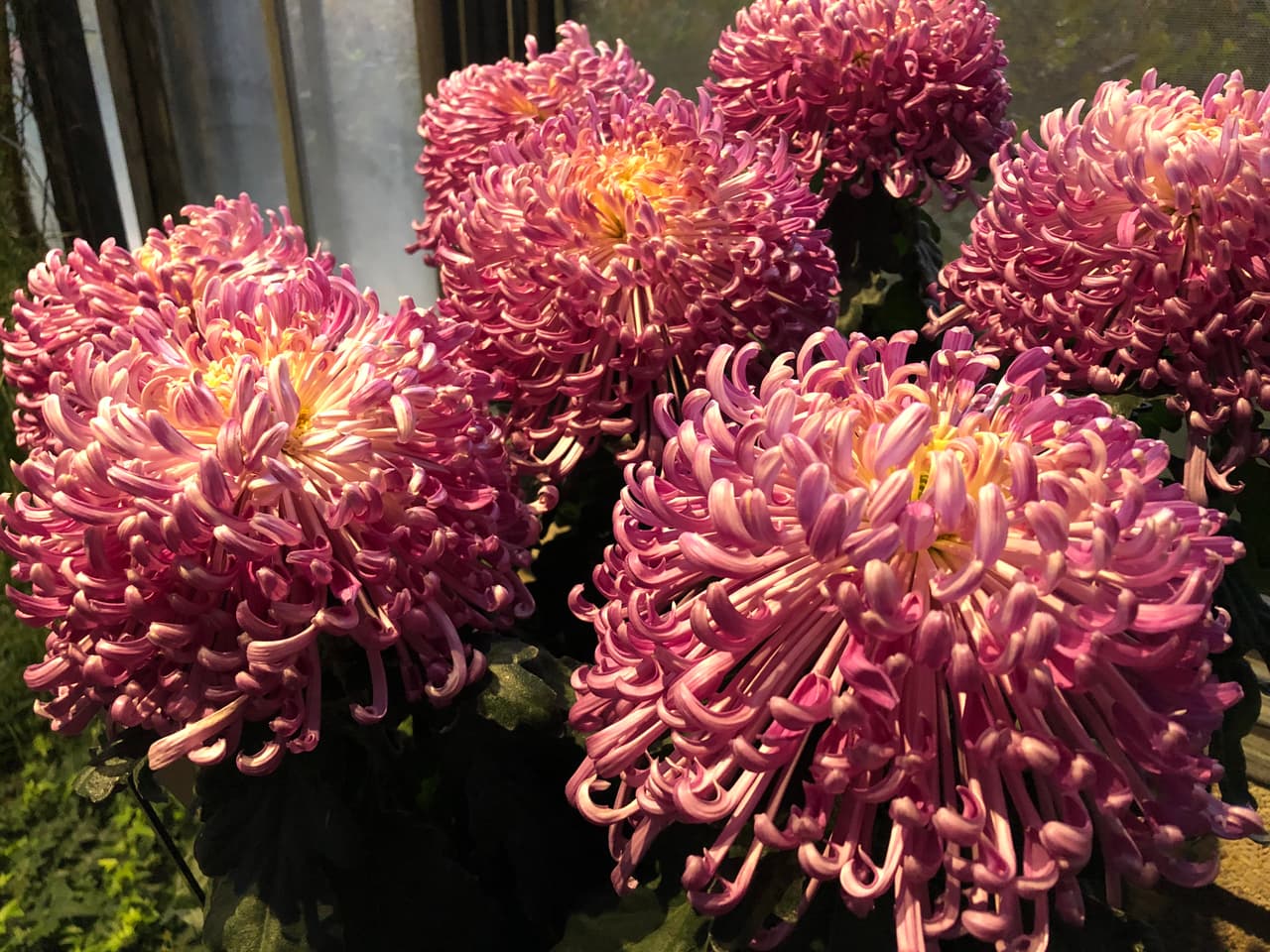 <b>La palabra crisantemo</b> proviene de la antigua Grecia. Su significado etimológico viene de las palabras “Chrys”, que significaba “oro” y de “Antemión”, que quería decir “flor” en griego antiguo. Por tanto la 
<b>traducción literal de crisantemo es “flor de oro”</b>.
<br>
<br>
<b>Crisantemo violeta</b>: Insoportable dolor ante la idea de perder a la persona amada.