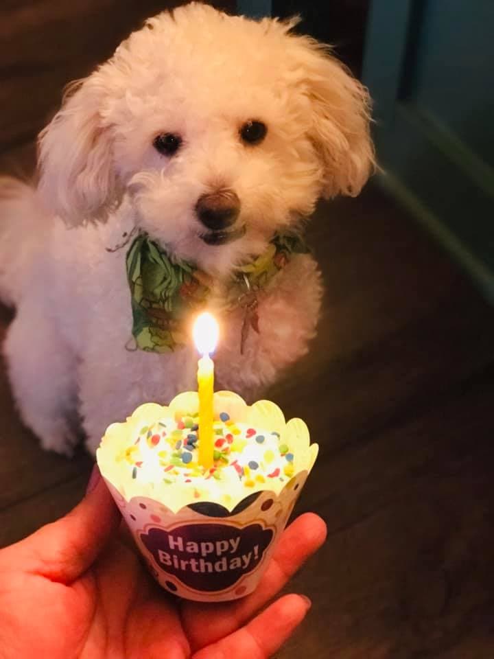 "El es Rocco #hijoperruno", de Sol Puente.