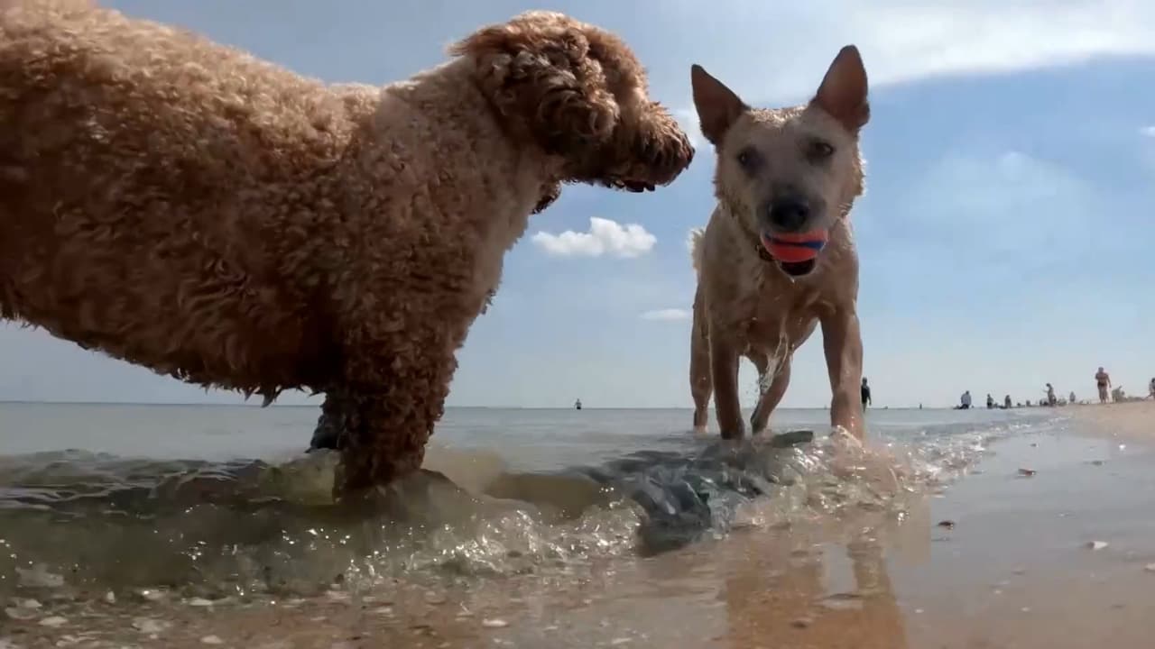 A diferencia de los humanos, los perros liberan calor por las almohadillas. Frota un poco de alcohol en sus patas para ayudar a liberarlo. ¡Ojo! Solo una cantidad pequeña, según el veterinario Ricky Walther.