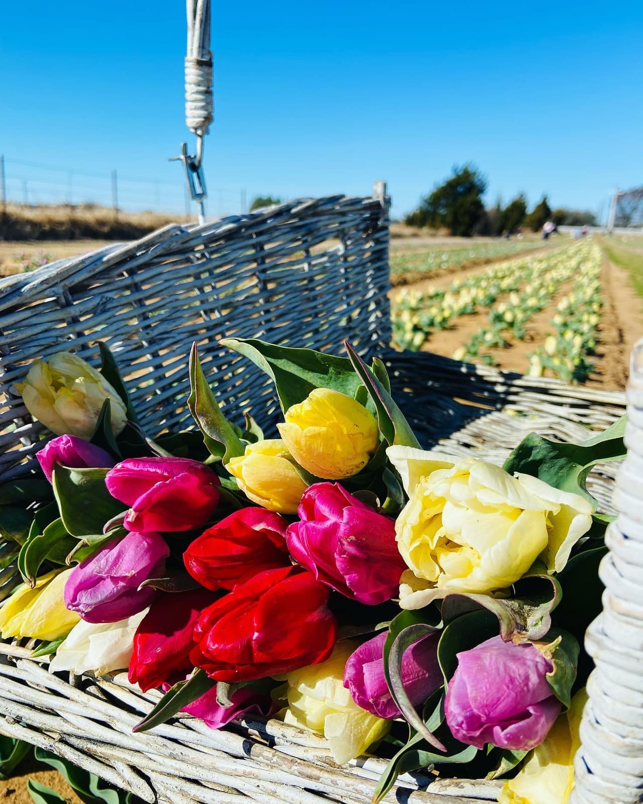 Al llegar al lugar te entregan una canasta que puedes llenar de flores de tulipanes.
