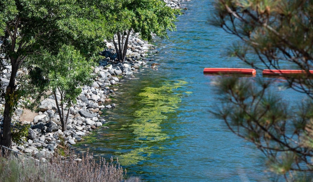 "No se acerque": algas tóxicas proliferan en lago del condado de Los Ángeles