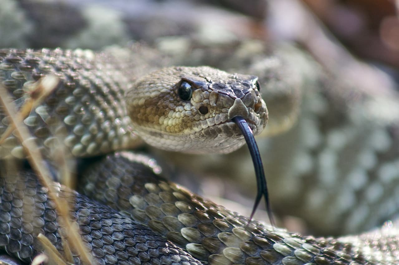 <b>Serpientes de cascabel</b> 
<br>Blacktail rattlesnake 
<br>
<br>La serpiente de cascabel de cola negra es de color gris a verde oliva con manchas oscuras a lo largo de la espalda y una cola negra. Con un promedio de 3-1 / 2 pies, se encuentra desde el centro de Texas en la mayor parte del oeste de Texas en arbustos y salientes rocosos.
<br>
<br>También está la 
<b>Prairie rattlesnake</b>, que es una serpiente delgada que es verdosa o grisácea, con manchas redondas en el centro de la espalda. La longitud promedio es de aproximadamente tres pies y se encuentra en las llanuras cubiertas de hierba del tercio occidental del estado.