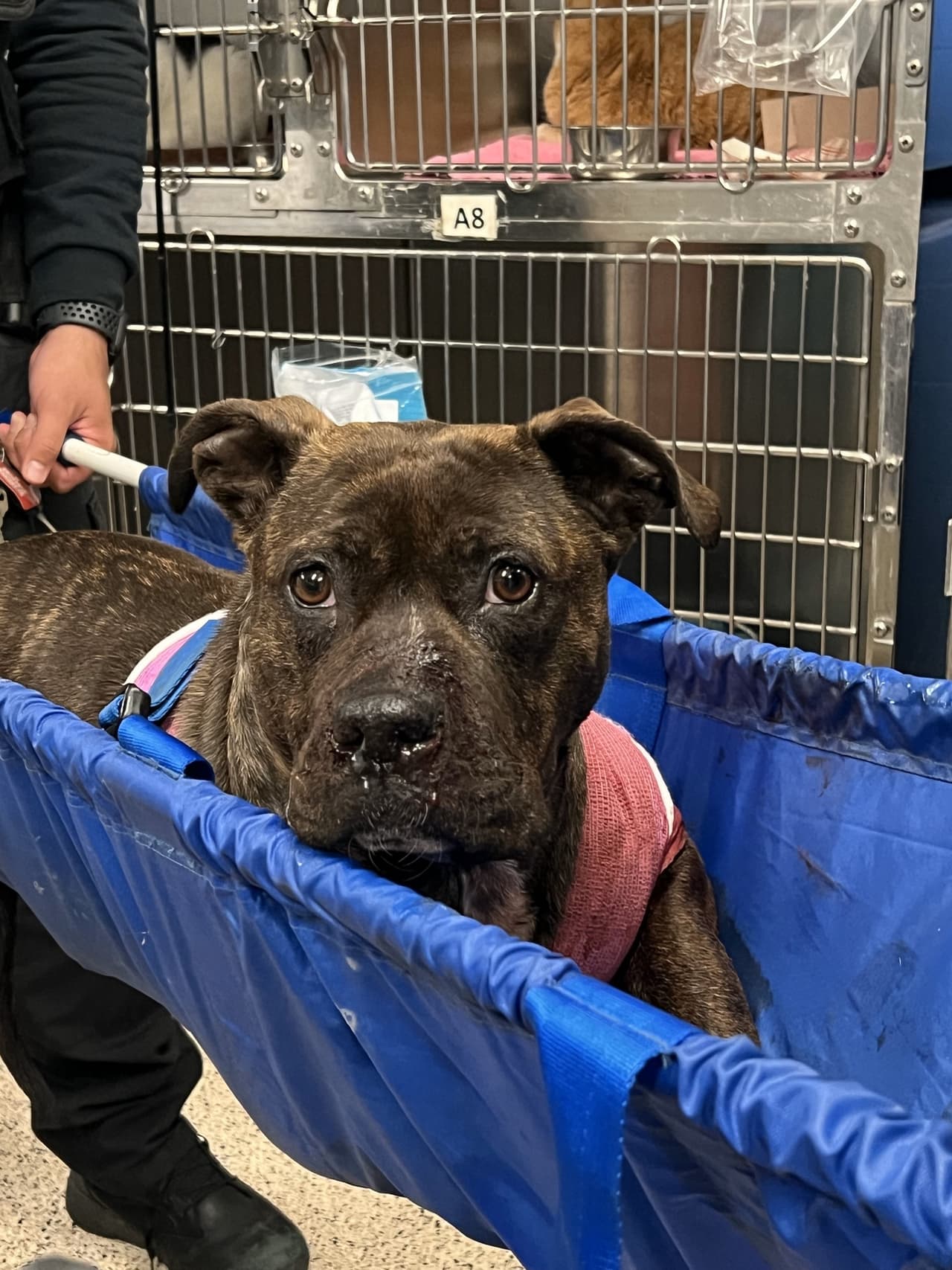 “Este acto de crueldad es especialmente desgarrador no solo por su naturaleza, sino por la lucha de este valiente animal por sobrevivir”, dijo Julie Klim, directora ejecutiva de Pennsylvania SPCA.