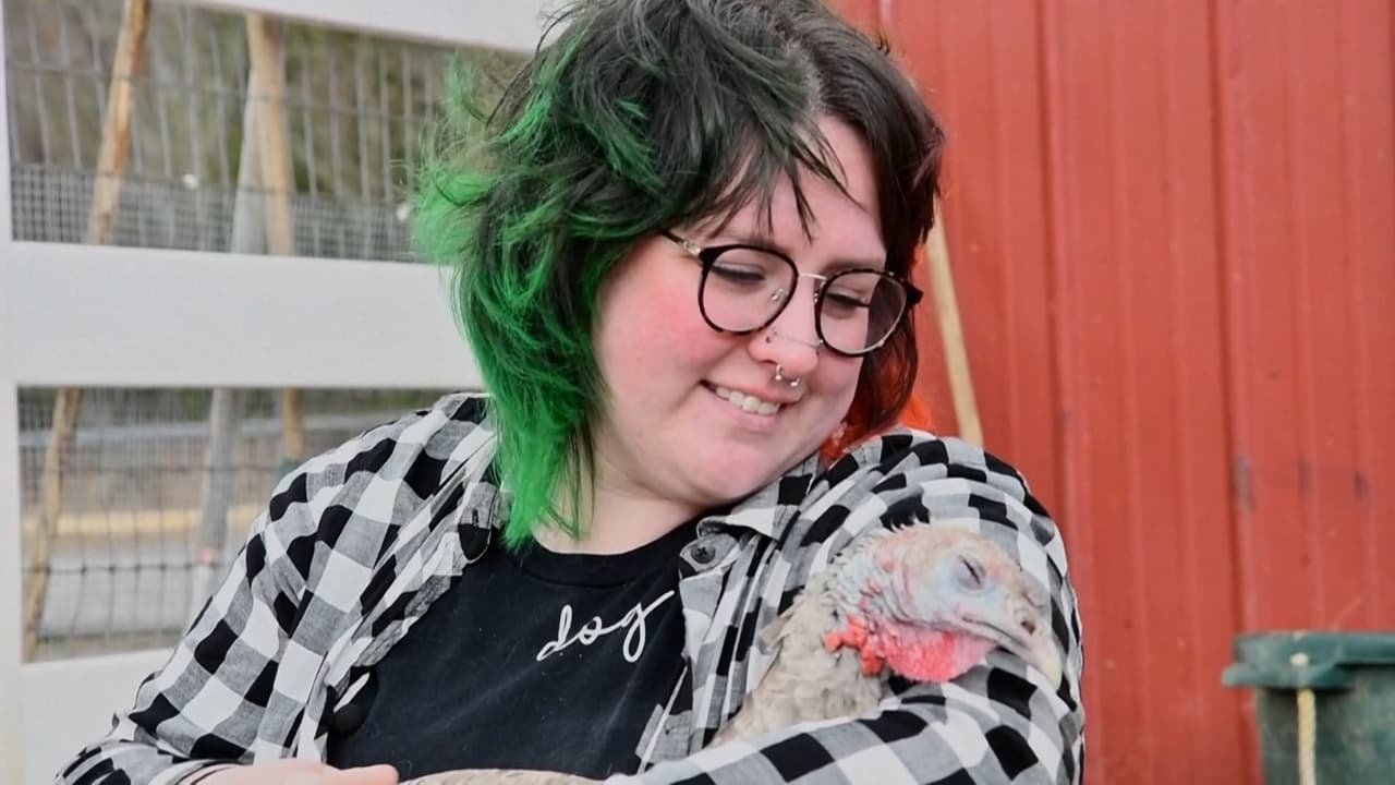 En esta granja no cocinan pavos: los abrazan e invitan a la gente a hacerlo como forma de terapia