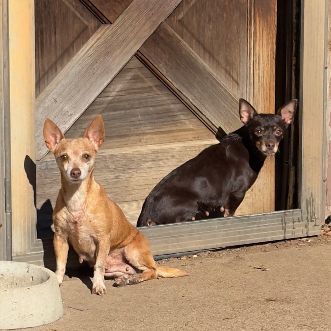 Si buscas donar lo puedes hacer desde la página oficial de 
<b><a href="https://humaneheroes.org/donate/?fbclid=IwAR2Q0tRAvE1OBY6X0MCMlSwAod454wSNnd_N9udbbVsjkvi-o0FV6YH7uzs" target="_blank">Texas Human Heroes, aquí. </a></b>