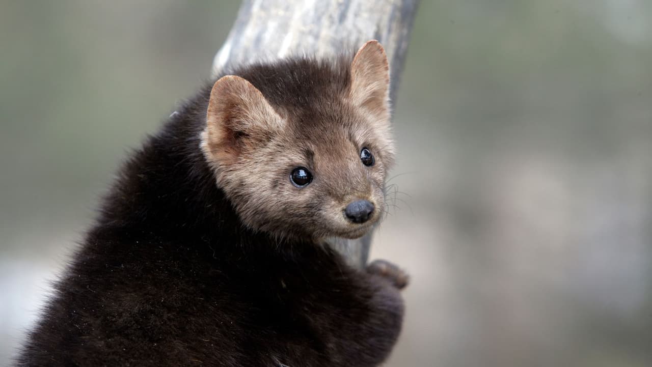 Las reintroducciones anteriores con especies como el águila calva y el pescador han sido éxitos ampliamente reconocidos por la comisión.