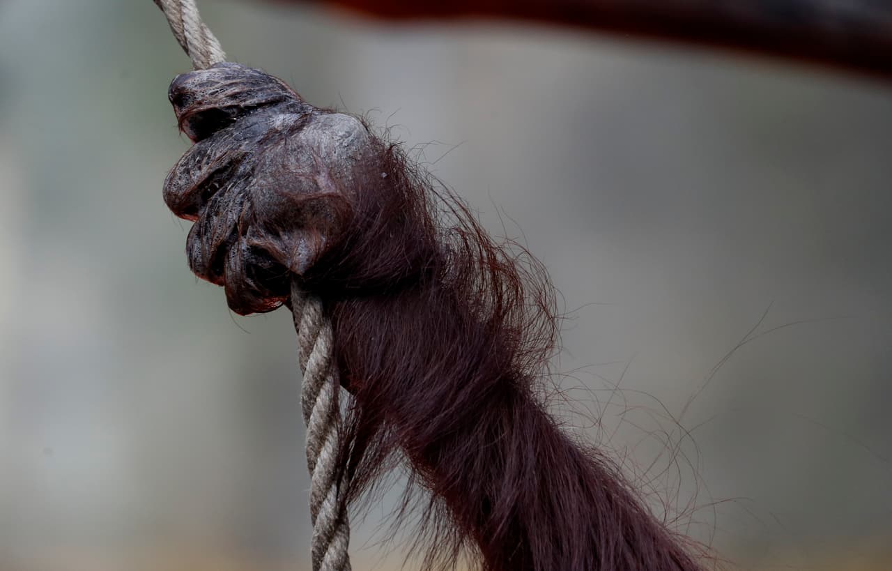 En Dallas, personal del Centro para el Control y la Prevención de Enfermedades (CDC) de Estados Unidos llevaron a Sandra al zoológico de Kansas. Allí, los veterinarios podrán revisar que no tenga enfermedades que puedan transmitir algún tipo de virus.