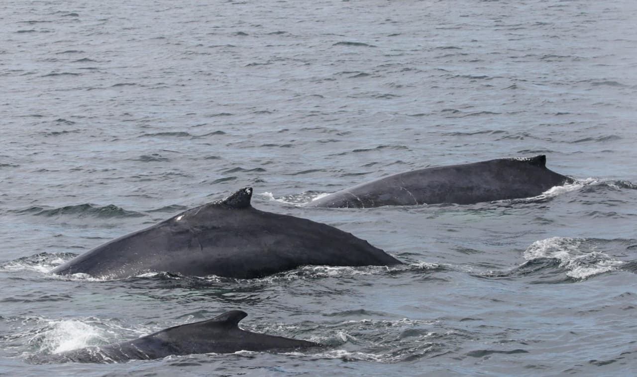 También un dron capturó el momento en que dos tiburones blancos nadaban cerca de un enorme banco de peces.