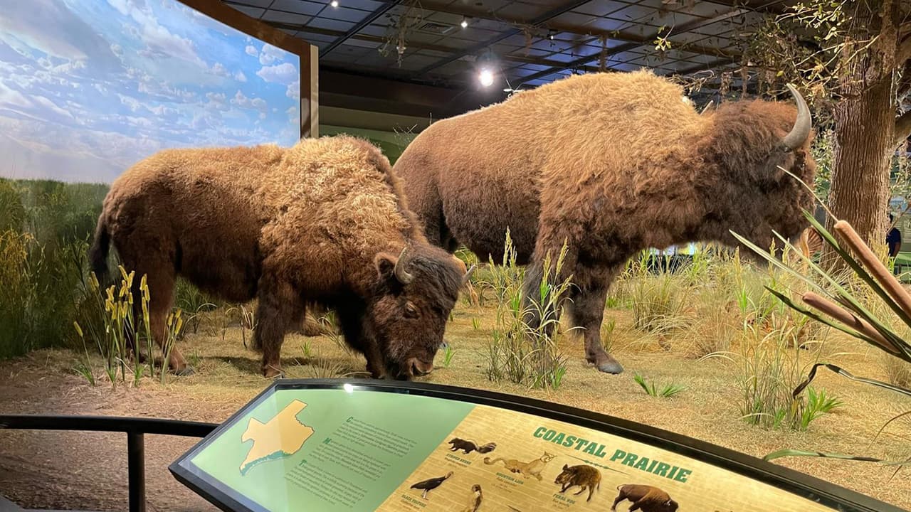 El Museo de Ciencias Naturales de Houston es un lugar de visita obligada si vienes al sureste de Texas.