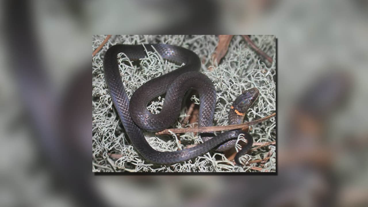 <h3 class="cms-H3-H3"><b>Serpiente de cuello anillado/Ringneck Snake (Diadophis punctatus)</b></h3>
<br>
<b>No venenosa</b>
<br>
<b>Son serpientes pequeñas y delgadas que miden de 10 a 15 pulgadas (25 a 38 cm) </b>y, por lo general, son grisáceas con una banda amarilla o naranja alrededor de la parte posterior del cuello y una parte inferior amarilla o naranja. 
<br>
<br>Al igual que otras serpientes pequeñas del bosque en el sureste, 
<b>pasan la mayor parte del tiempo bajo tierra o escondidas debajo de troncos, rocas, hojarasca o escombros. </b>Sin embargo, a veces se pueden encontrar arrastrándose al aire libre o cruzando carreteras, sobretodo de noche. Son una de las especies más comunes en muchos hábitats en el sureste y en otras partes de su área de distribución puede alcanzar densidades extraordinarias.