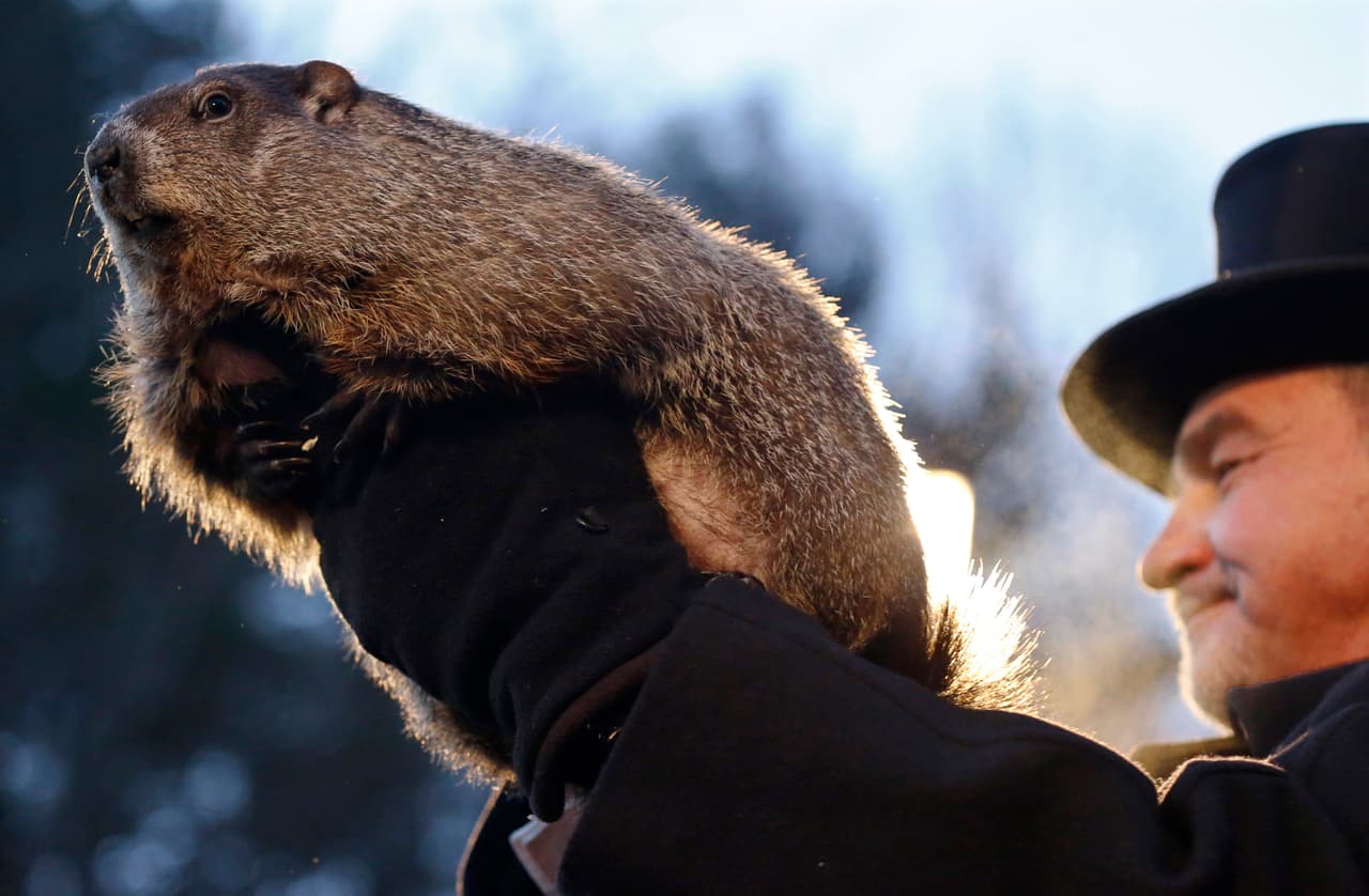 La marmota Phil predice que la primavera ya está en camino en EEUU