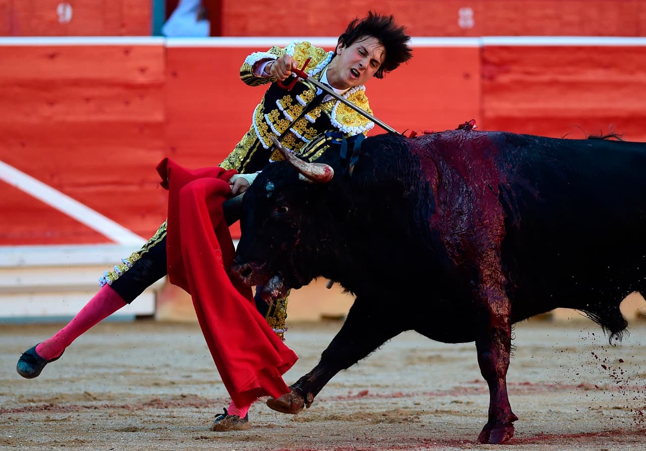 Las organizaciones de defensa de los derechos de los animales, entre las que se incluyen
<i>People for the Ethical Treatment of Animals </i>(PETA) y el grupo español AnimaNaturalis, afirman que los trabajadores usan pinzas eléctricas y palos afilados para agitar a los toros antes de lanzarlos a las calles y que luego, su muerte es dolorosa y cruel. En la imagen, el matador peruano Andrés Roca Rey apuñala el toro de combate de Jandilla con una espada durante la quinta corrida del Festival.
<br>Fotografía del
<b> 11 de julio de 2017</b> /MIGUEL RIOPA/ AFP/ Getty
