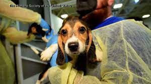 Beagles rescatados provenientes de Virginia pronto serán dados en adopción en Nueva York