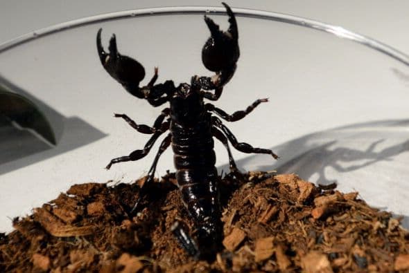 Un escorpión emperador quiere salirse de su recipiente en el Museo Americano de Historia Natural en Nueva York.