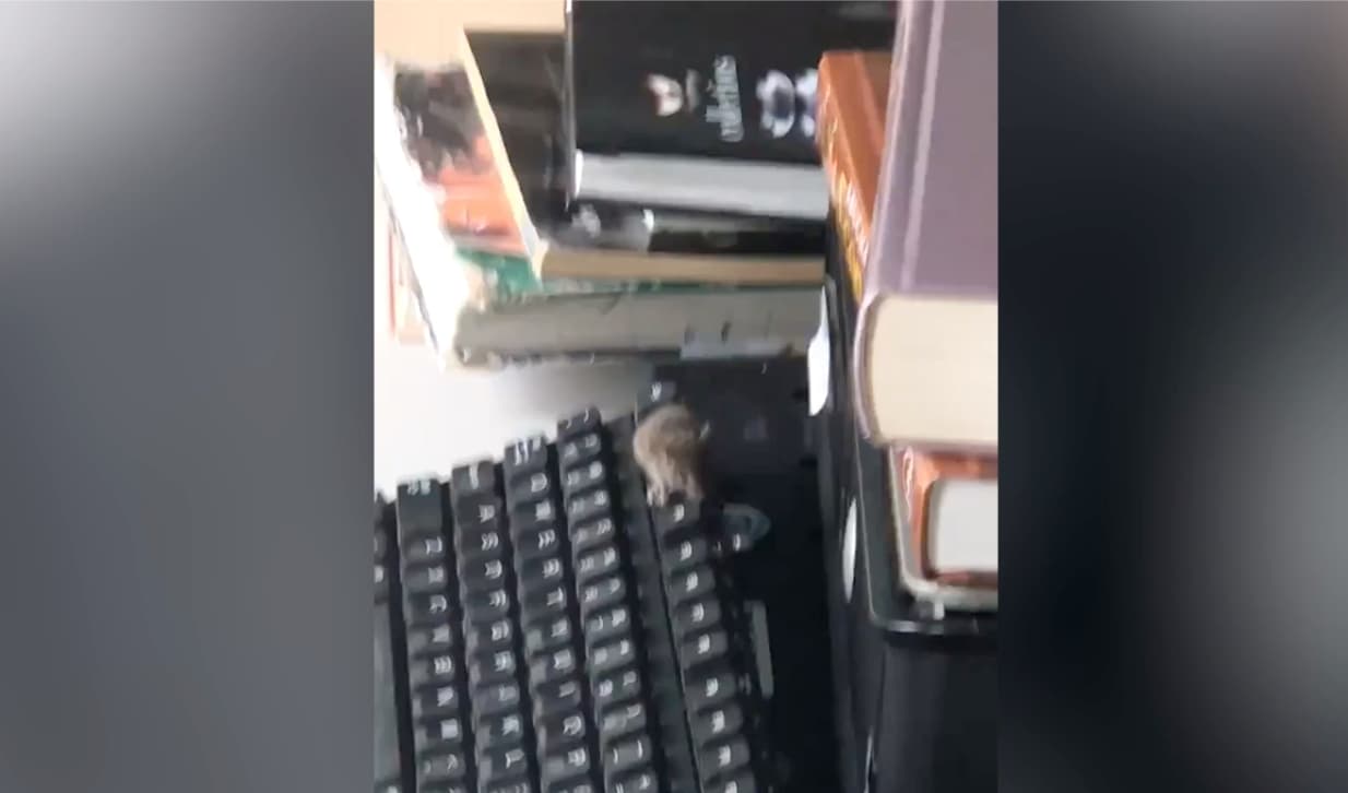 Maestros denuncian que una escuela de NYC está llena de ratones y cucarachas