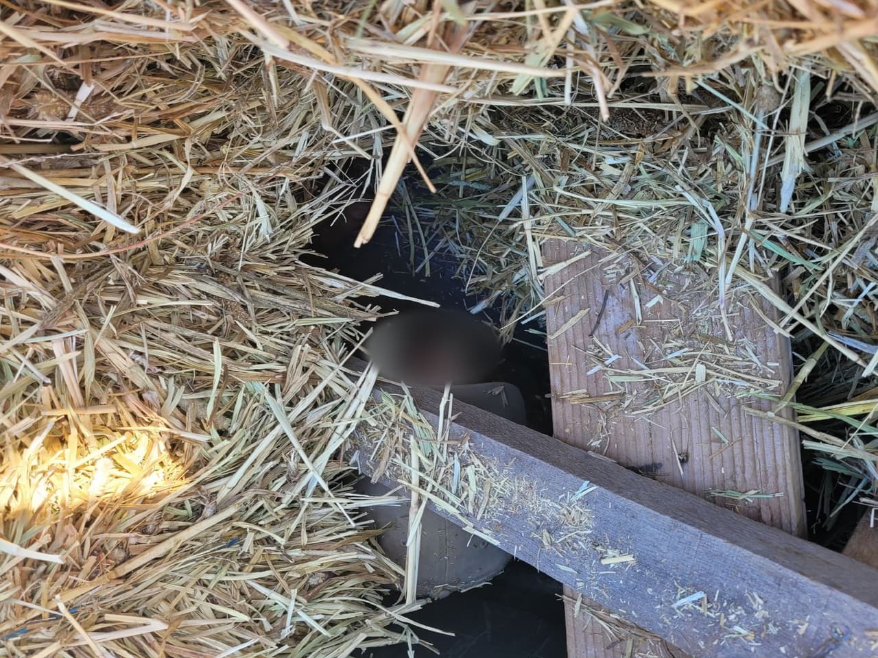 Agentes de la estación Tucson encontraron em el puesto de control SR-86 a siete migrantes escondidos bajo el heno.