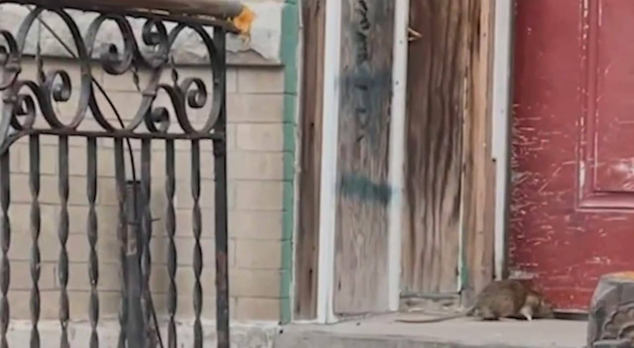 Academía de ratas, el curso para acabar con este problema