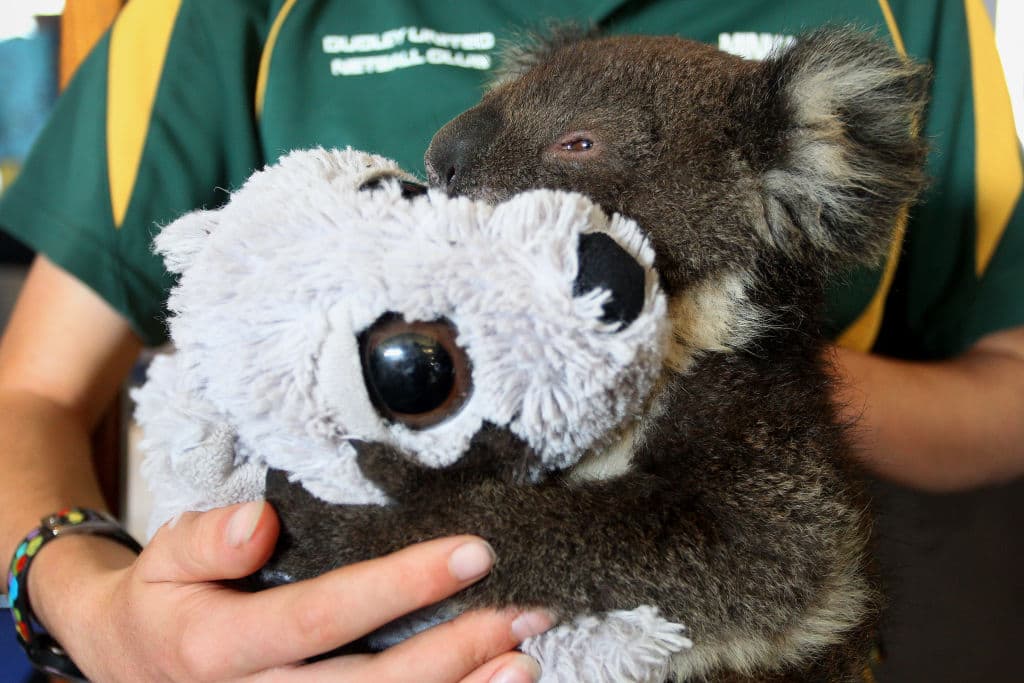 Minka Macaule, cuidadora voluntaria de vida silvestre, de 14 años, consuela al koala herido 'Joey'.