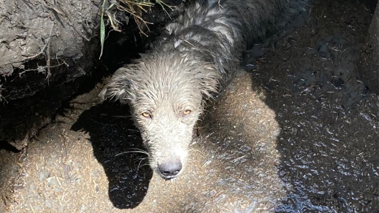Un buen samaritano llamó a las autoridades para reportar el incidente. La Sociedad Protectora de Animales en Houston fue a rescatar al animal.