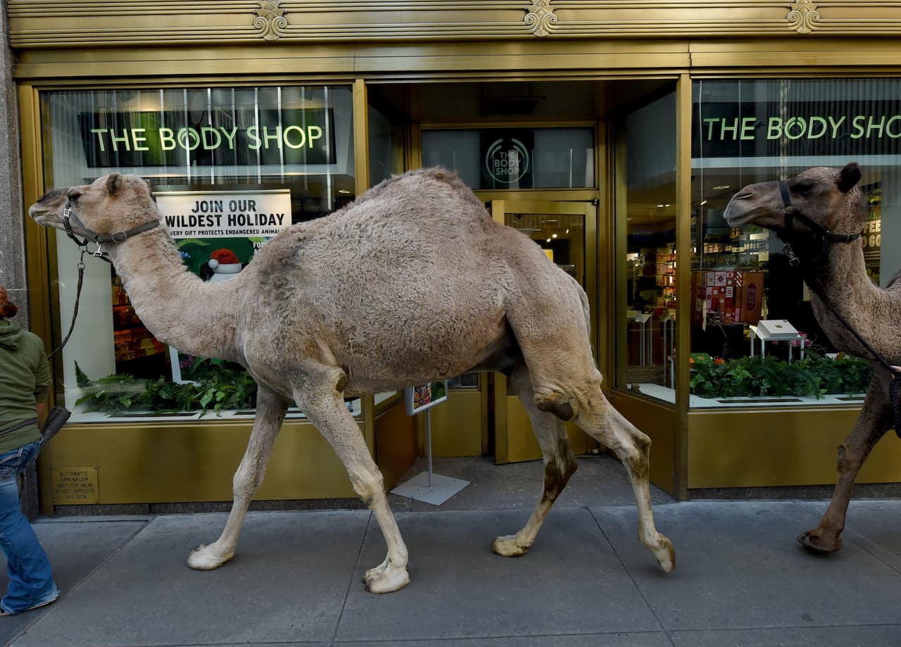 Esas coincidencias de la vida: El letrero en blanco y negro invita a los clientes a unirse a la temporada festiva más salvaje... y dos camellos "artistas" que pasan por el frente.
