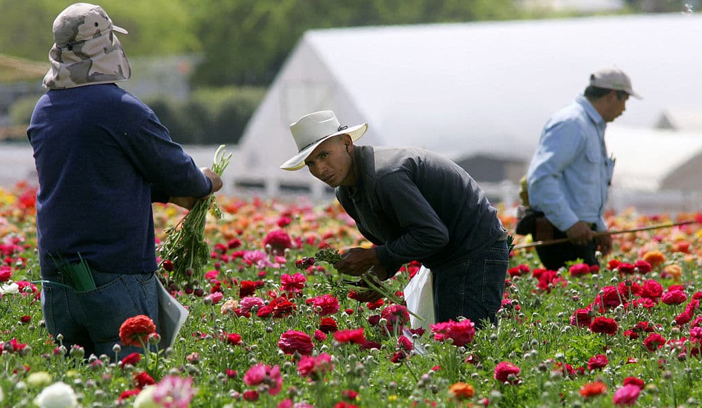 Los documentos que debes tener al momento de solicitar son:
<br>-
<b>Identificación con foto</b>
<br>-
<b>Comprobante de domicilio actual (si el documento de identidad con fotografía tiene dirección, será suficiente)</b>
<br>-
<b>Prueba de trabajo agrícola (talón de cheques, W2s, foto de sí mismo en el trabajo en la agricultura)</b>
<br>