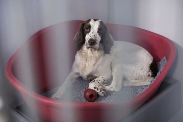 Y también apoyan a otras instancias del gobierno, también para algunas empresas que detectan distribución de tabaco ilegal o agencias de criminalística.