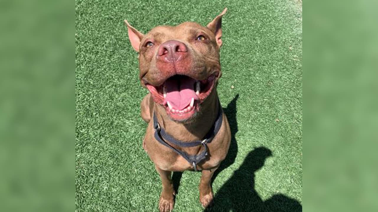 A Coco le gustan las caminatas, jugar, que la acaricien y los juguetes. Es una perrita divertida llena de energía con mucho amor para compartir.