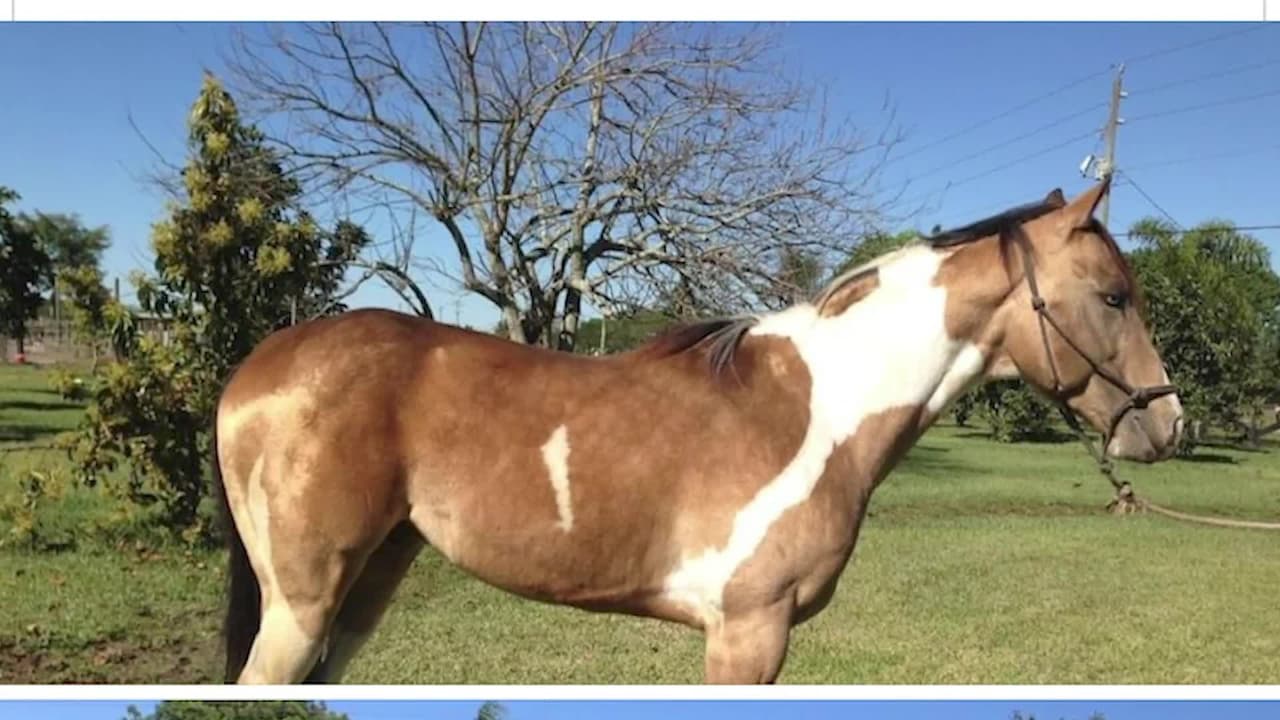 Denuncian el robo de un caballo en Homestead y lo encontraron junto a drogas y armas 