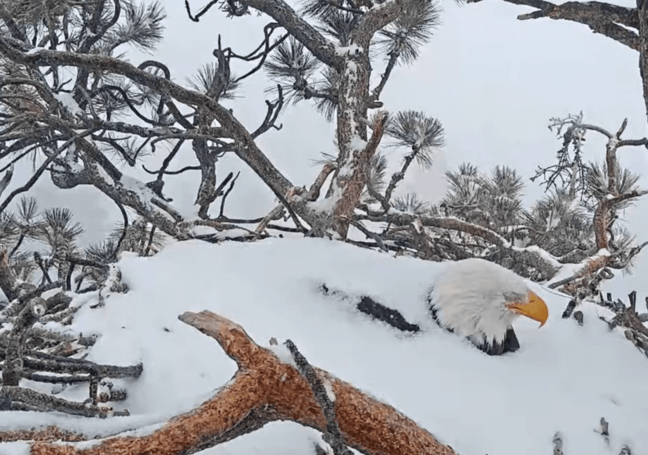 Seguidores de la pareja en redes, comenta sobre los riesgos para el segundo huevo, debido a la tormenta invernal de la última semana.